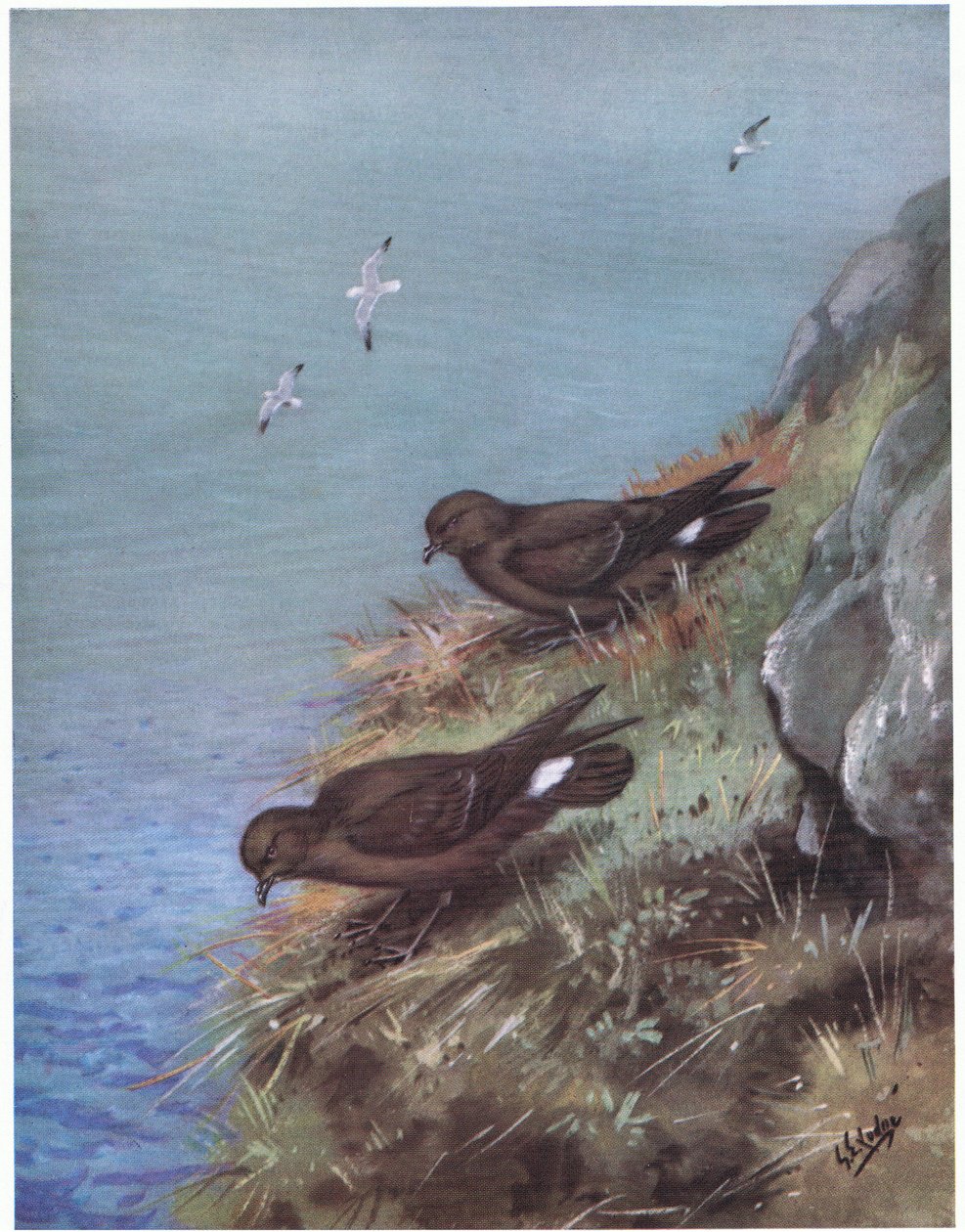 Sturmschwalbe von George Edward Lodge