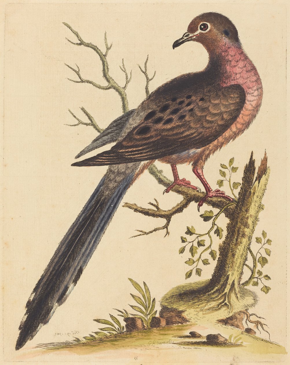 Fedoa Americana mit roter Brust von George Edwards
