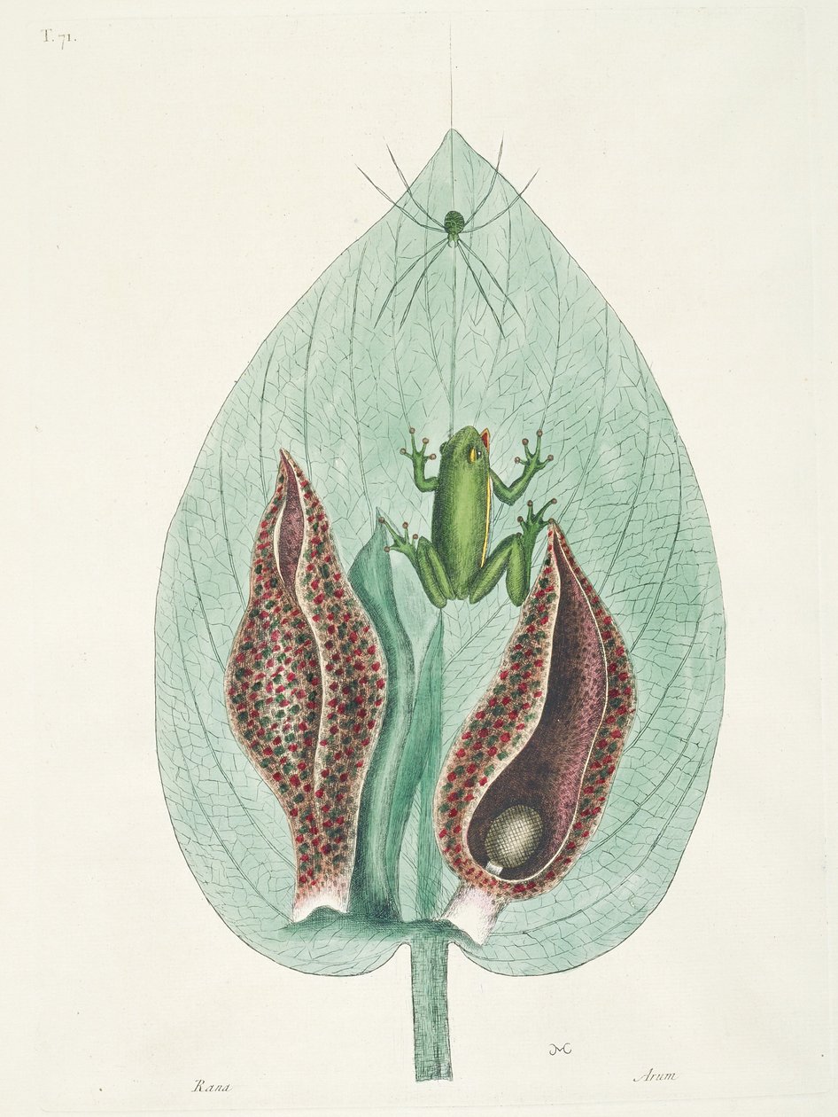 Große und kleine Kolibris aus Suriname von George Edwards