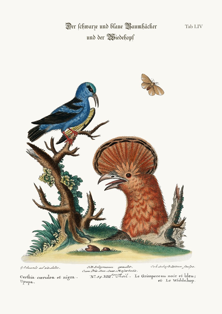 Der Schwarz- und Blaukriecher und die Wiedehopfhenne, 1749-73 von George Edwards