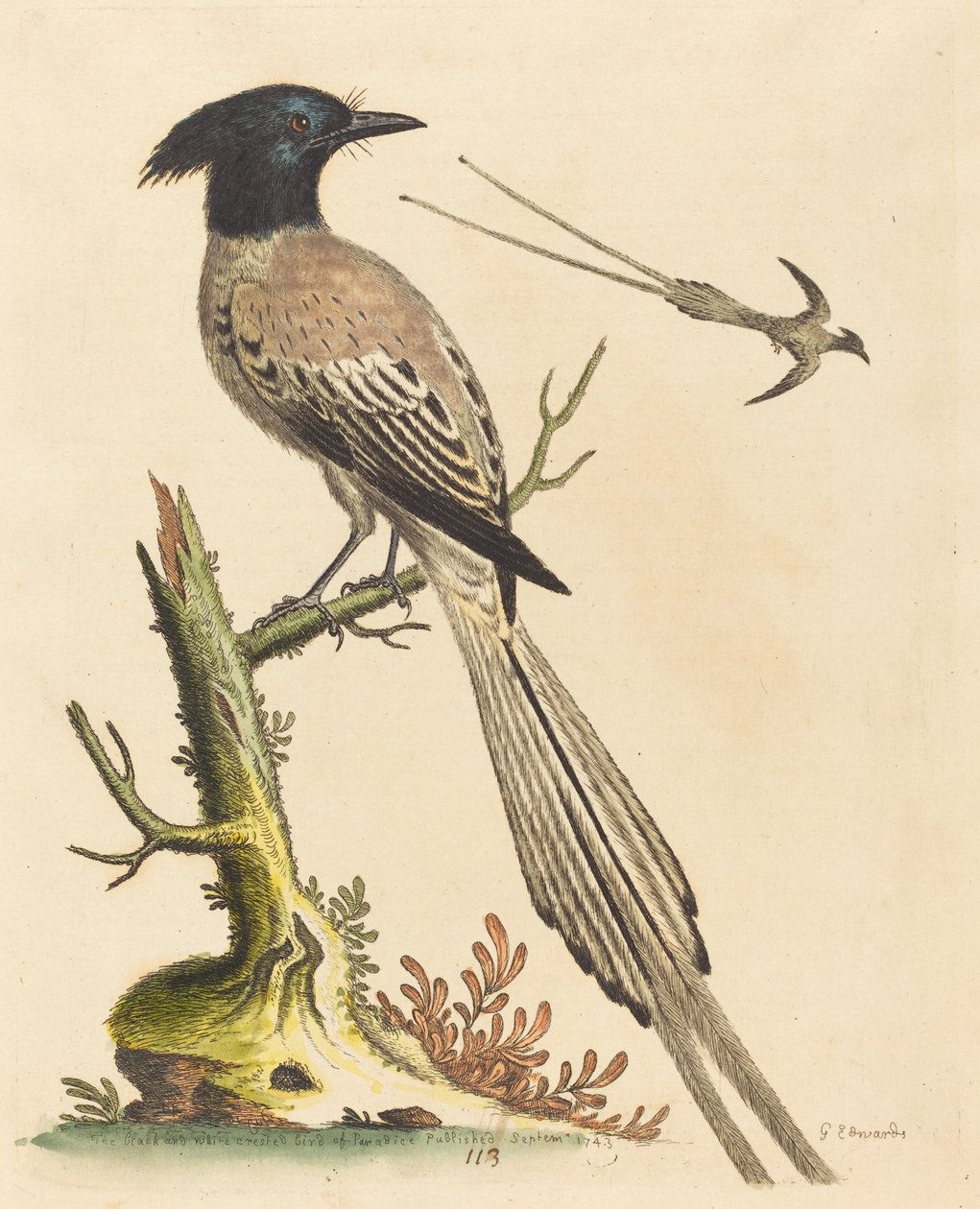 Der Schwarz-Weiß-Kronenvogel des Paradieses, veröffentlicht 1743 von George Edwards