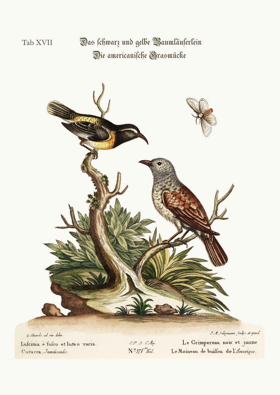 Der Schwarz-Gelbe Baumläufer. Der Amerikanische Hecken-Spatz, 1749-73 von George Edwards