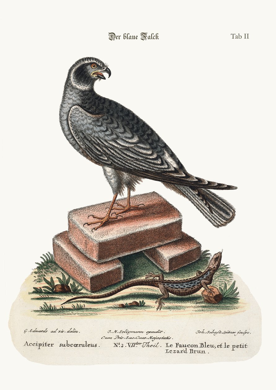 Der blaue Falke und die kleine braune Eidechse, 1749-73 von George Edwards