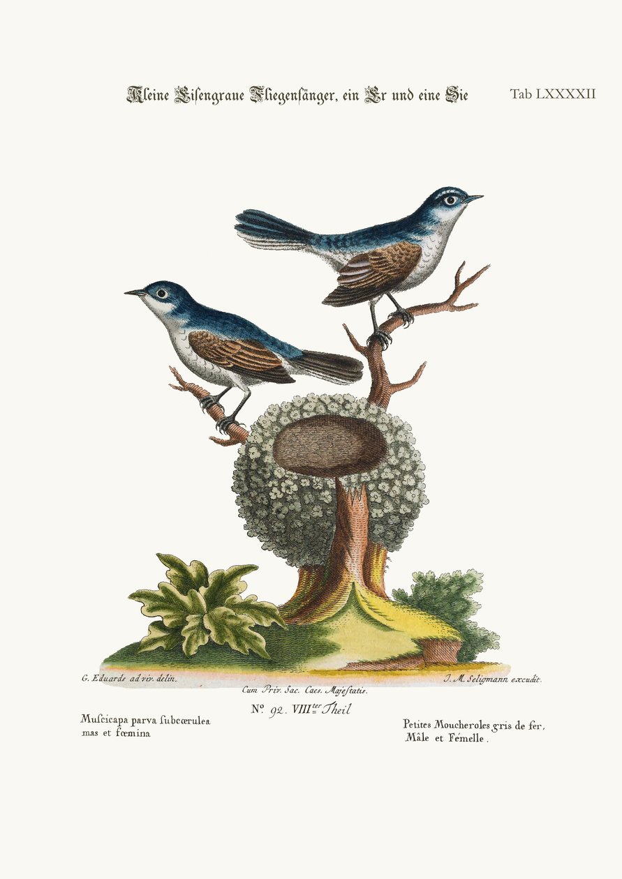 Die kleinen Blau-grauen Fliegenschnäpper, Hahn und Henne, 1749-73 von George Edwards