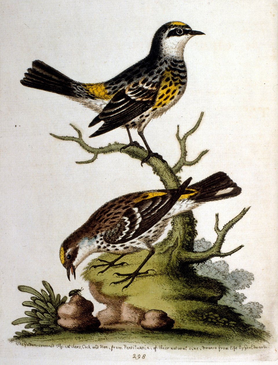 Aquarellillustration aus einem Buch seltener Vögel von G. Edwards 1750 von George Edwards