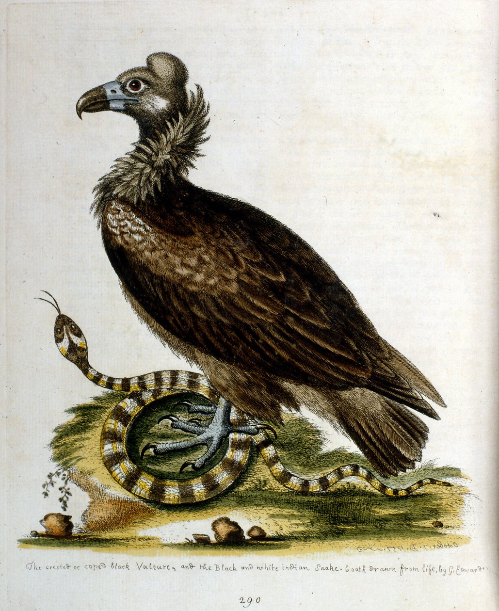 Aquarellillustration aus einem Buch seltener Vögel von G. Edwards 1750 von George Edwards
