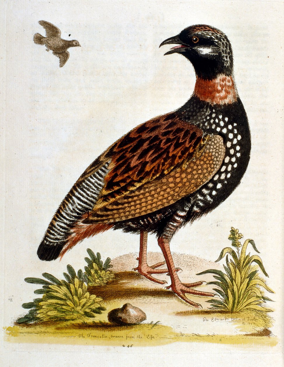 Aquarellillustration aus einem Buch seltener Vögel von G. Edwards 1750 von George Edwards