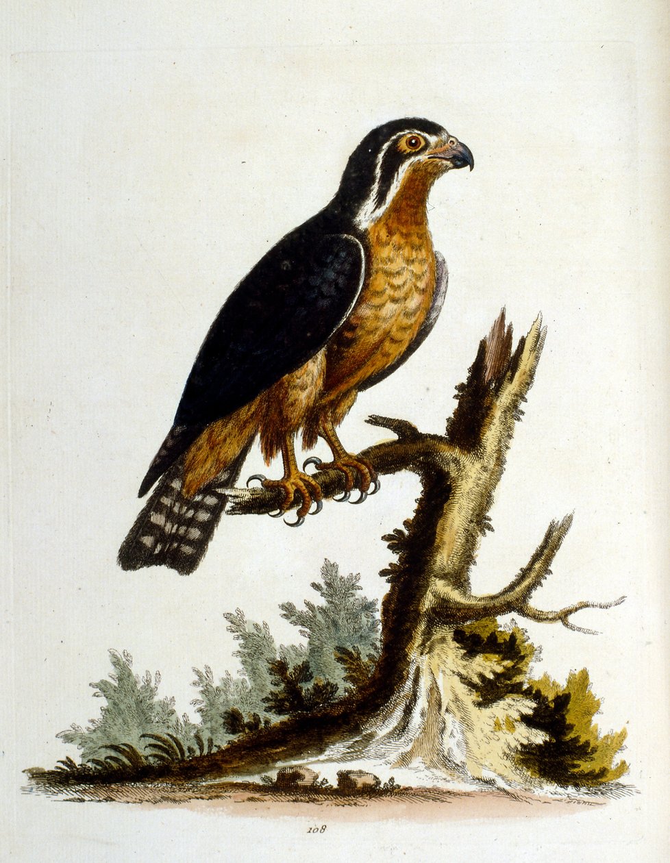 Aquarellillustration aus einem Buch seltener Vögel von George Edwards