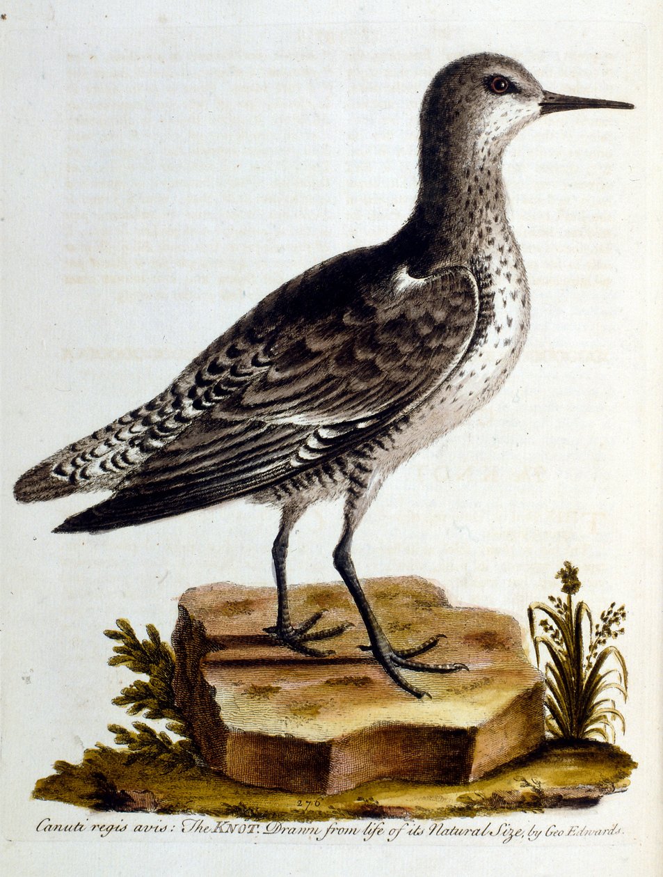 Aquarellillustration aus einem Buch seltener Vögel von George Edwards