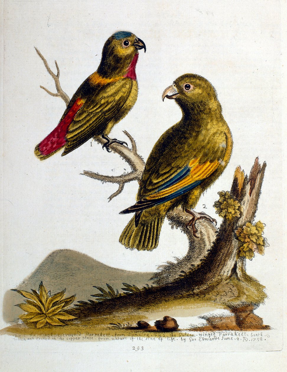 Aquarellillustration aus einem Buch seltener Vögel von George Edwards