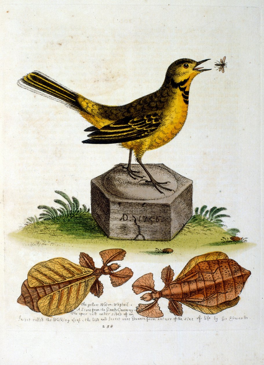 Aquarellillustration aus einem Buch seltener Vögel von George Edwards