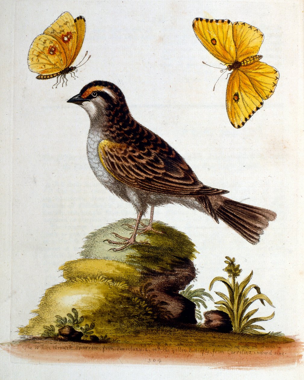 Aquarellillustration aus einem Buch seltener Vögel von George Edwards