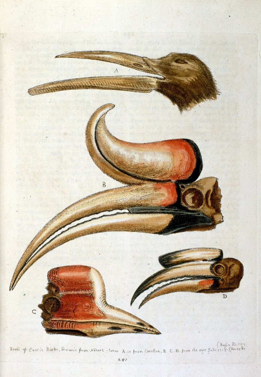 Aquarellillustration aus einem Buch seltener Vögel von G Edwards 1750 von George Edwards