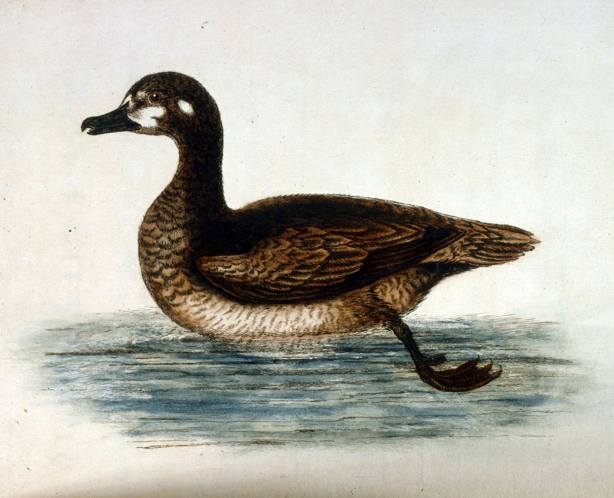 Aquarellillustration aus einem Buch seltener Vögel von G Edwards 1750 von George Edwards