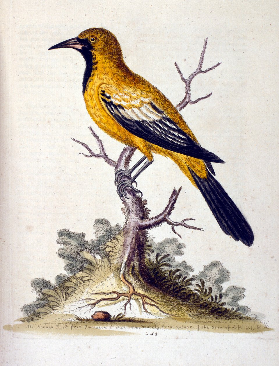 Aquarellillustration aus einem Buch seltener Vögel von G Edwards 1750 von George Edwards