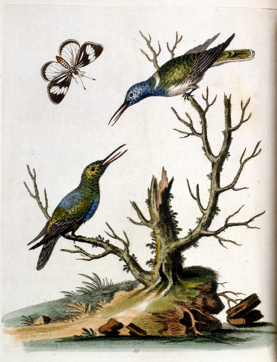 Aquarellillustration aus einem Buch seltener Vögel von G. Edwards 1750. von George Edwards