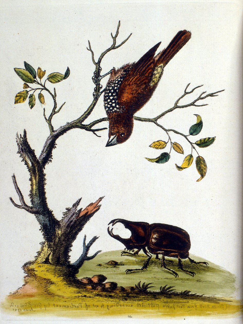 Aquarellillustration aus einem Buch seltener Vögel von G. Edwards 1750. von George Edwards
