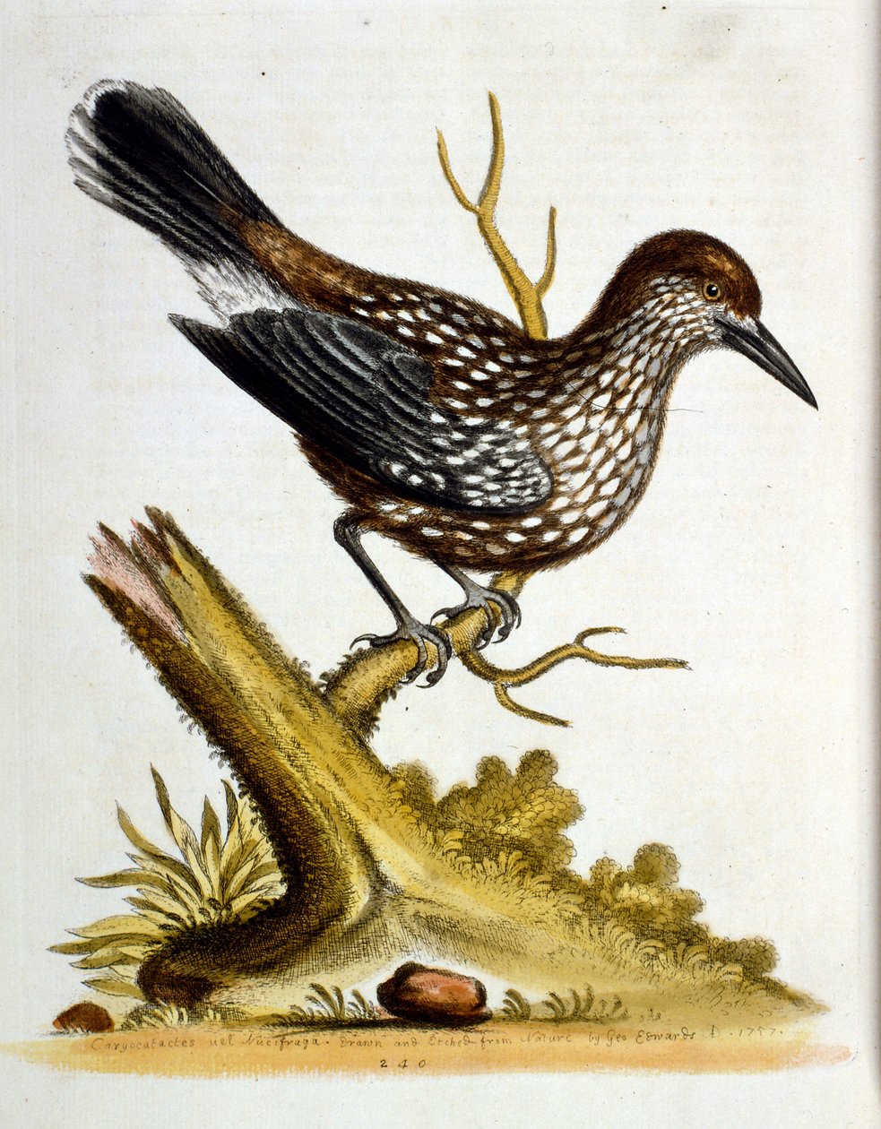 Aquarellillustration aus einem Buch seltener Vögel von G. Edwards 1750. von George Edwards