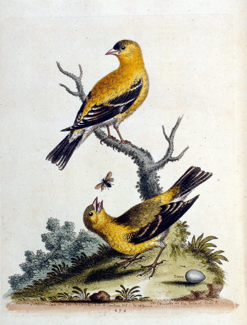 Aquarellillustration aus einem Buch seltener Vögel von G. Edwards 1750 von George Edwards