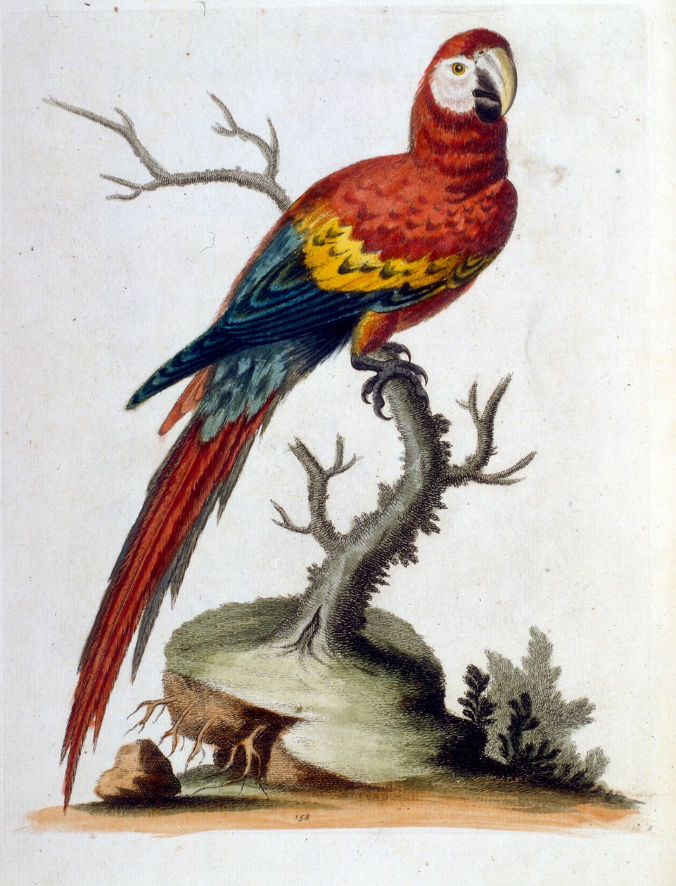 Aquarellillustration aus einem Buch seltener Vögel von G. Edwards 1750 von George Edwards