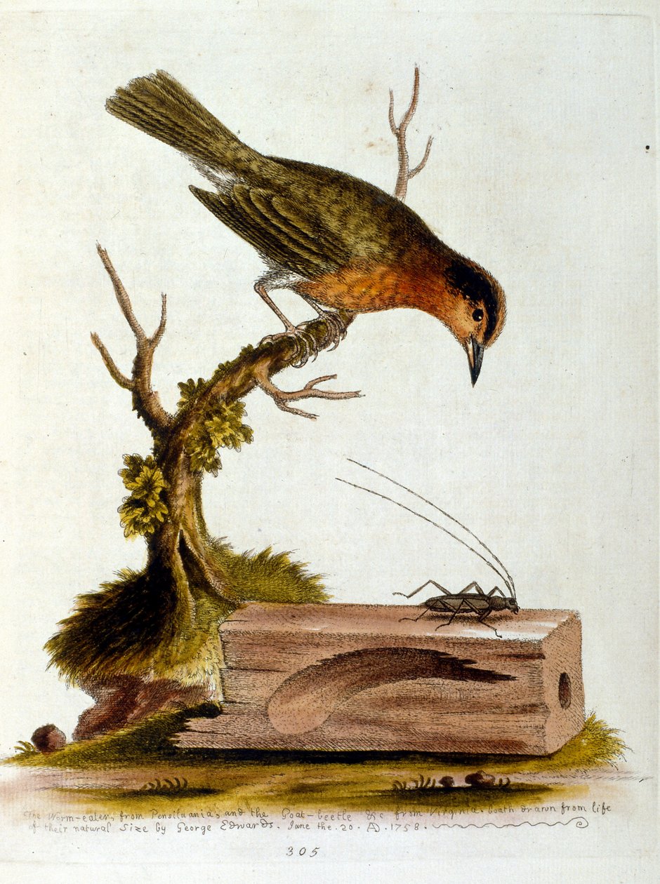 Aquarellillustration aus einem Buch seltener Vögel von G. Edwards 1750 von George Edwards