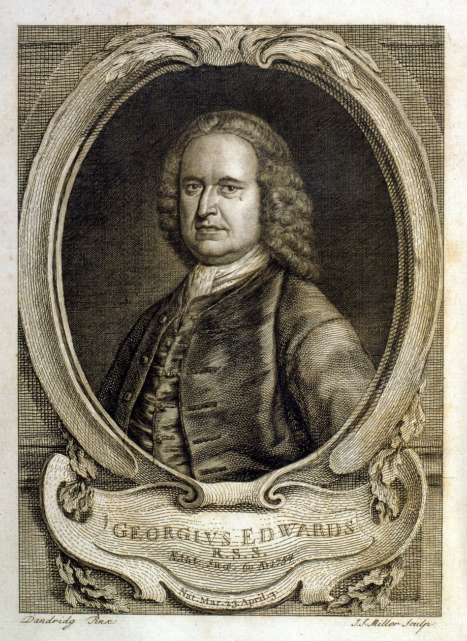 Aquarellillustration aus einem Buch seltener Vögel von G. Edwards 1750 von George Edwards