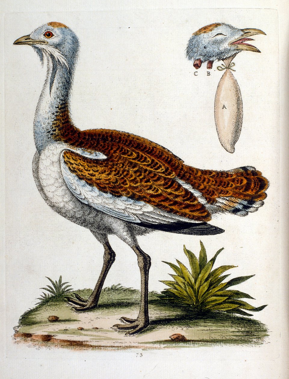 Aquarellillustration aus einem Buch seltener Vögel von G. Edwards 1750 von George Edwards