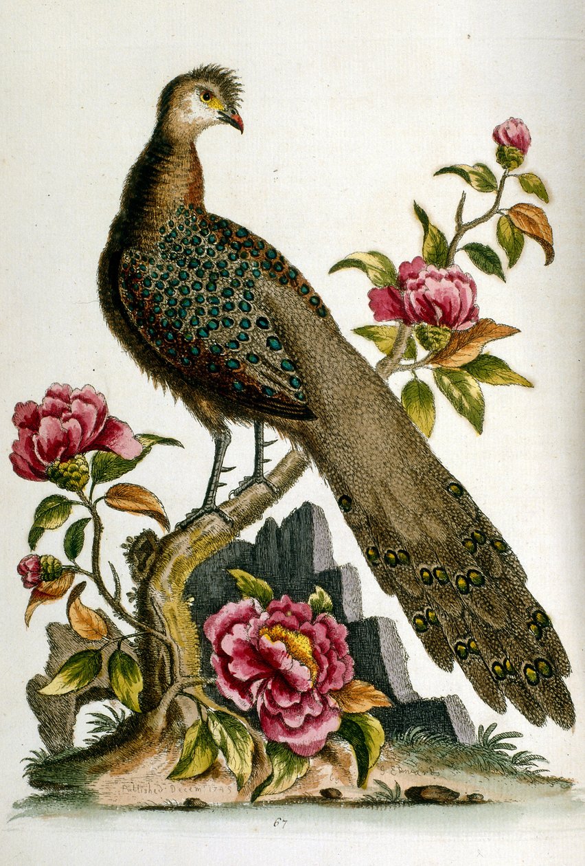 Aquarellillustration aus einem Buch seltener Vögel von G. Edwards 1750 von George Edwards