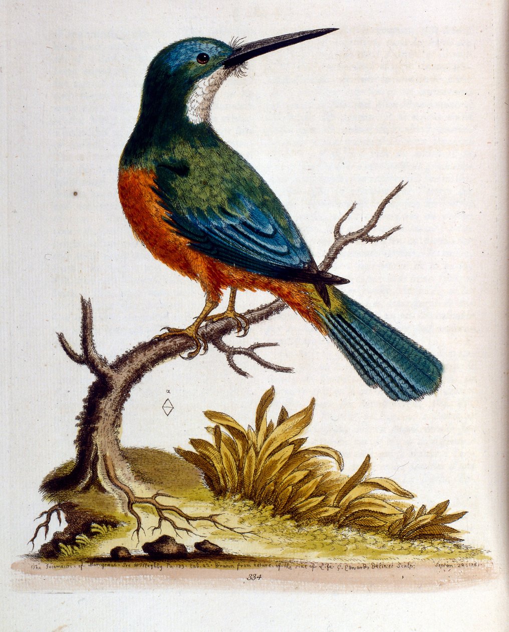 Aquarellillustration aus einem Buch seltener Vögel von G. Edwards 1750 von George Edwards