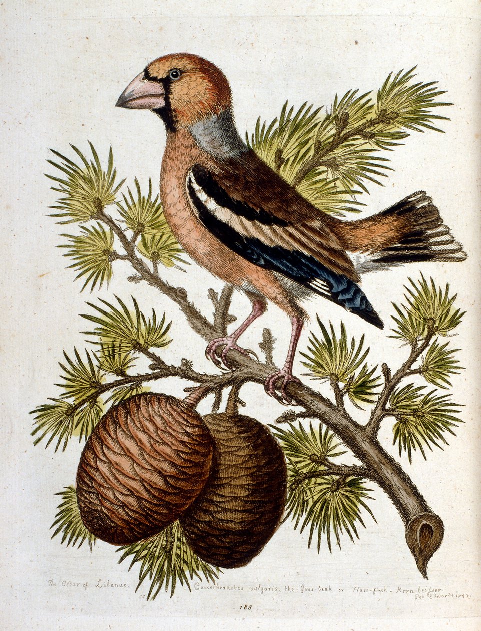Aquarellillustration aus einem Buch seltener Vögel von G. Edwards 1750 von George Edwards