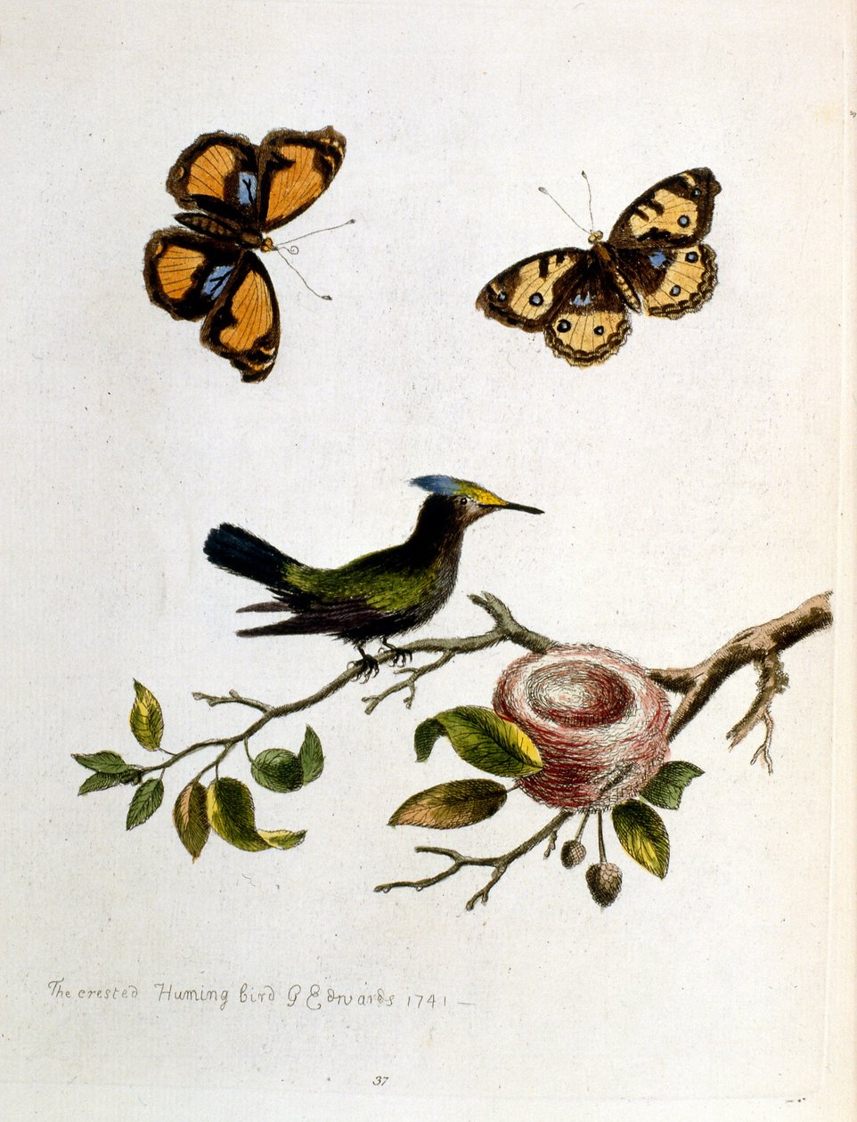 Aquarellillustration aus einem Buch seltener Vögel von G. Edwards, 1750 von George Edwards