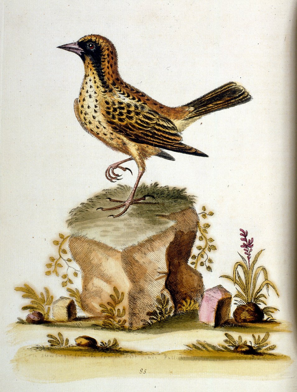 Aquarellillustration aus einem Buch seltener Vögel von G. Edwards, 1750 von George Edwards