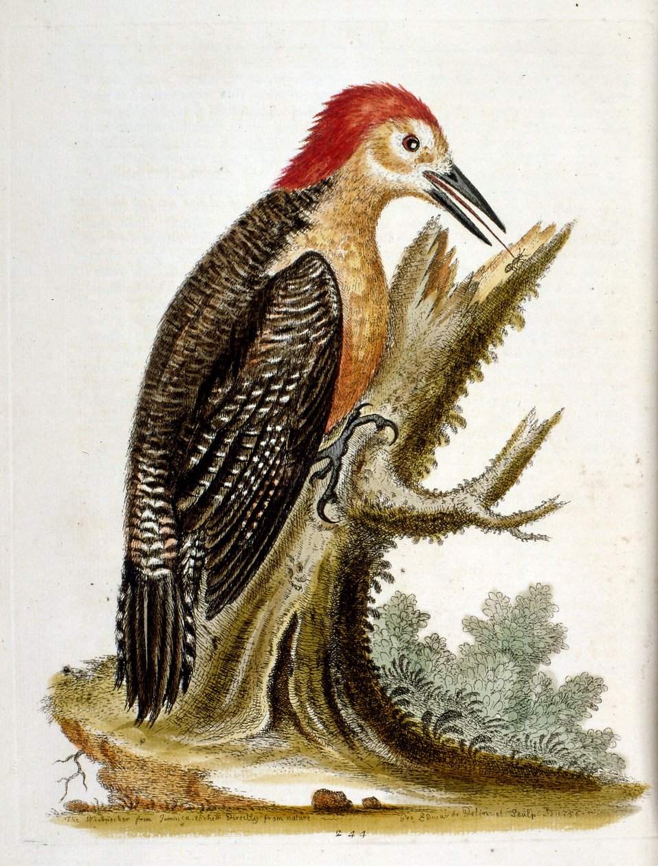 Aquarellillustration aus einem Buch seltener Vögel von G. Edwards, 1750 von George Edwards