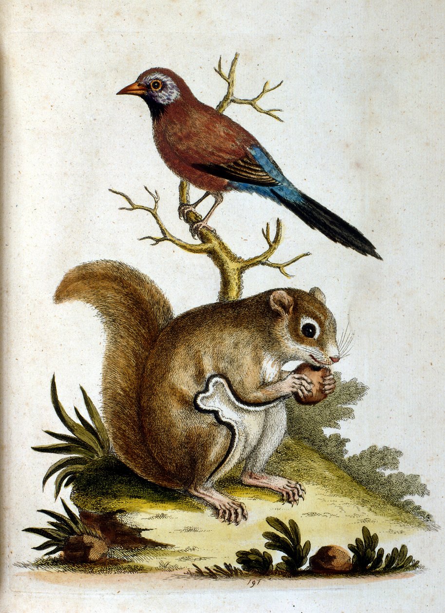 Aquarellillustration aus einem Buch seltener Vögel von G. Edwards, 1750 von George Edwards