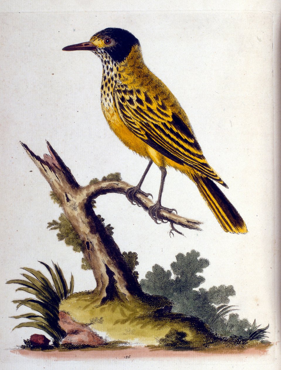 Aquarellillustration aus einem Buch seltener Vögel von G. Edwards, 1750 von George Edwards