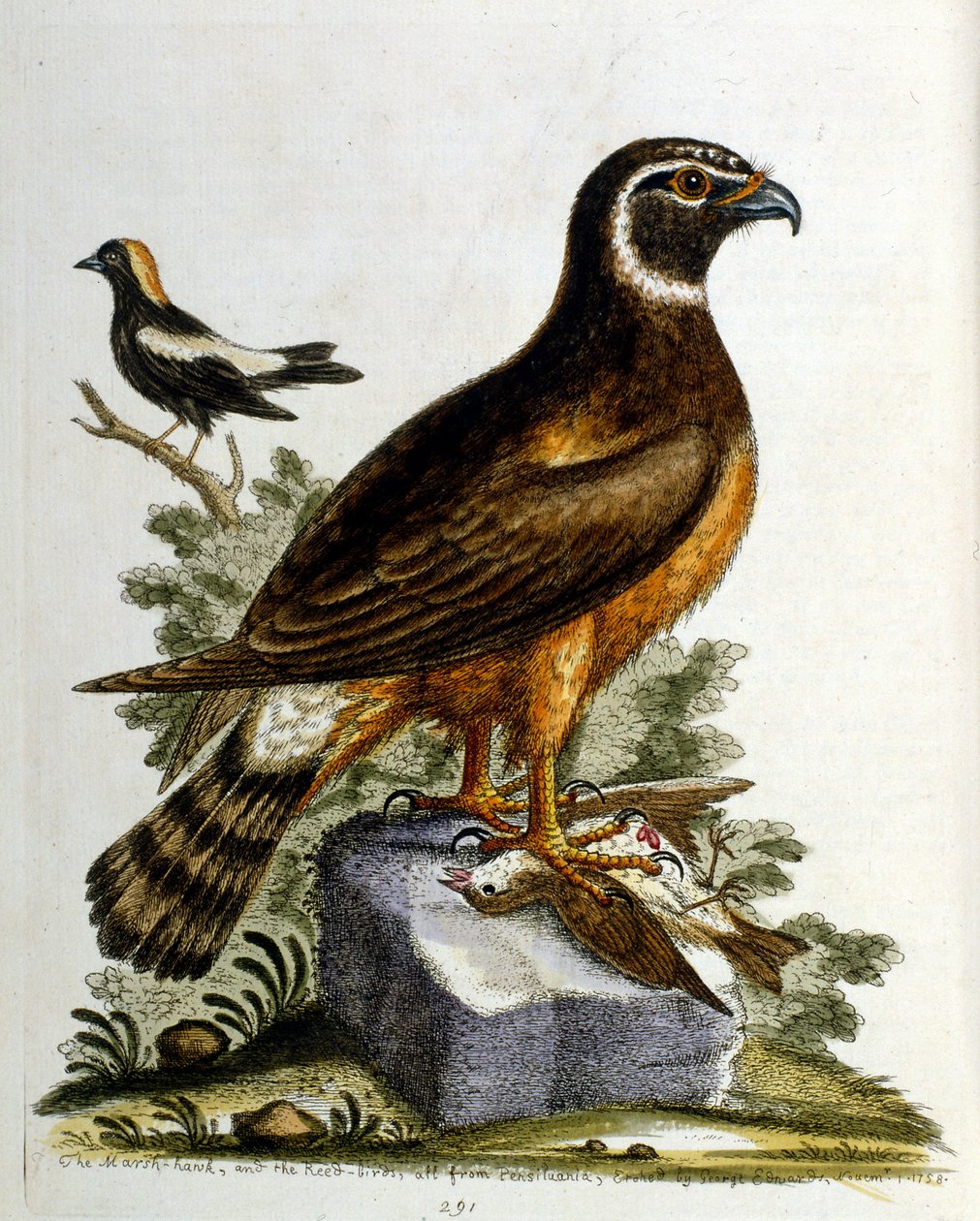 Aquarellillustration aus einem Buch seltener Vögel von G. Edwards, 1750 von George Edwards