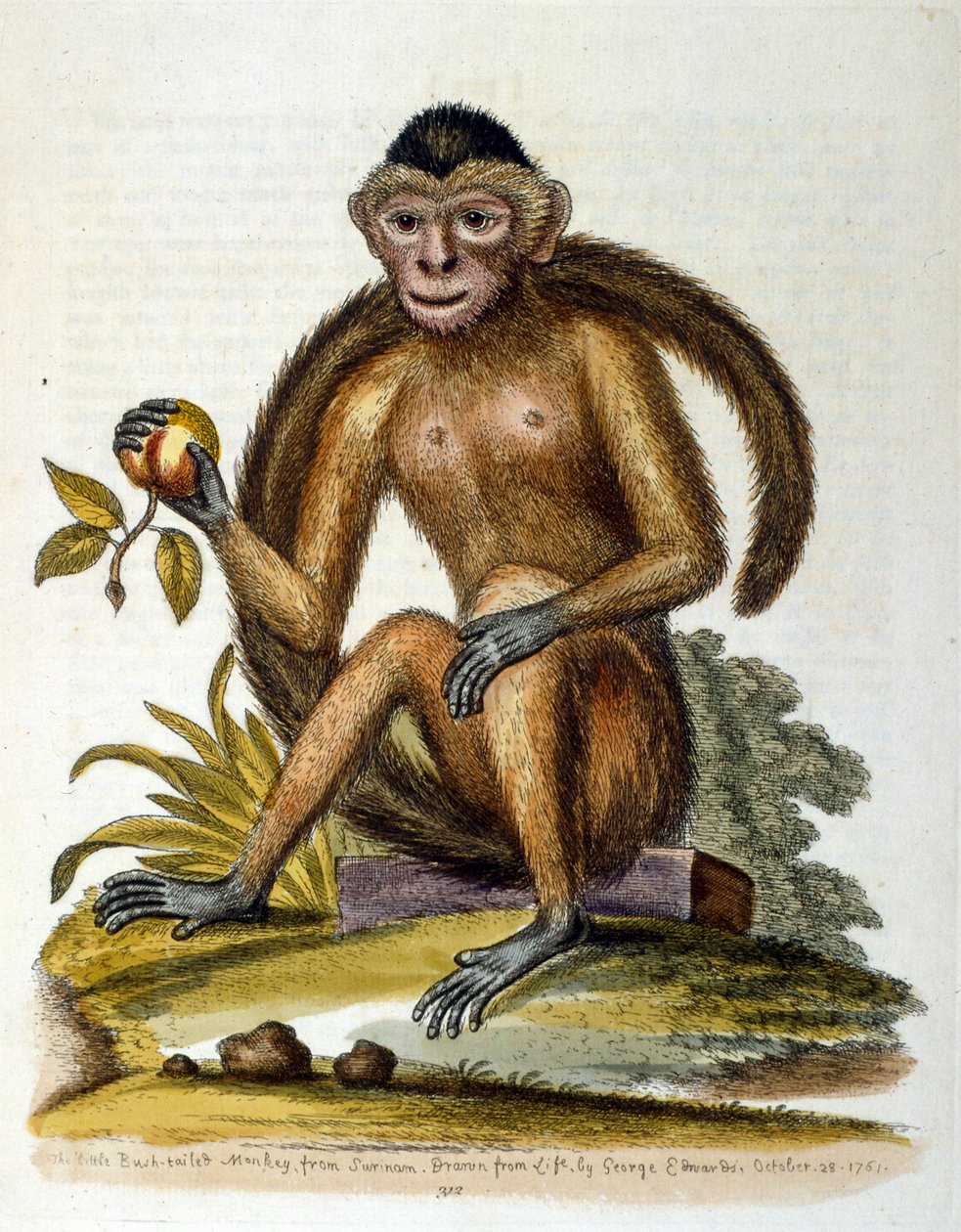 Aquarellillustration aus einem Buch seltener Vögel von G. Edwards 1750 von George Edwards