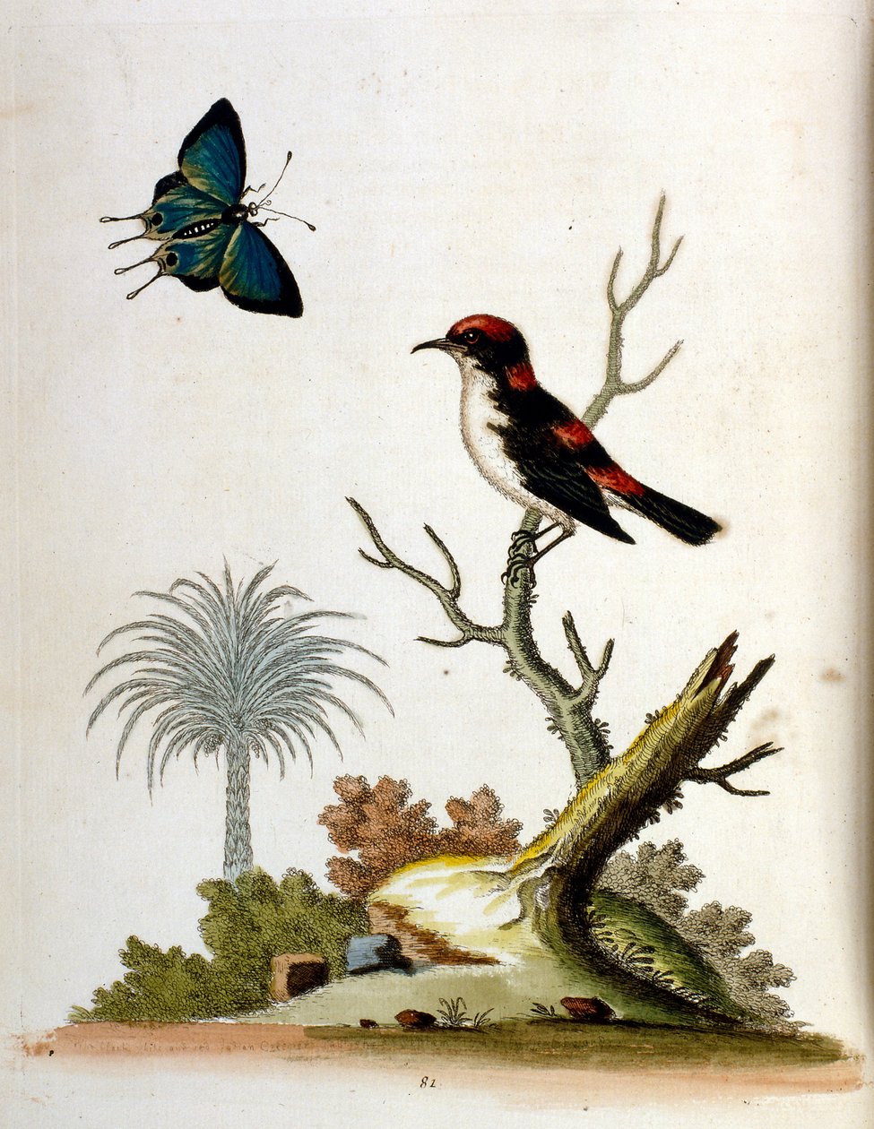 Aquarellillustration aus einem Buch seltener Vögel von G. Edwards 1750 von George Edwards