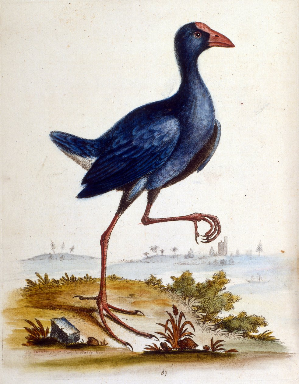 Aquarellillustration aus einem Buch seltener Vögel von G Edwards 1750 von George Edwards