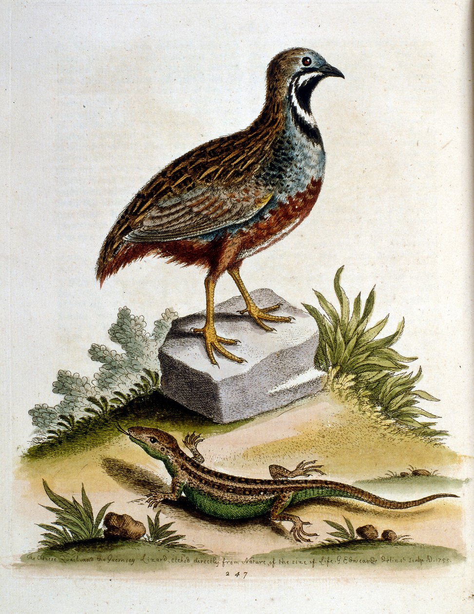 Aquarellillustration aus einem Buch seltener Vögel von G Edwards 1750 von George Edwards