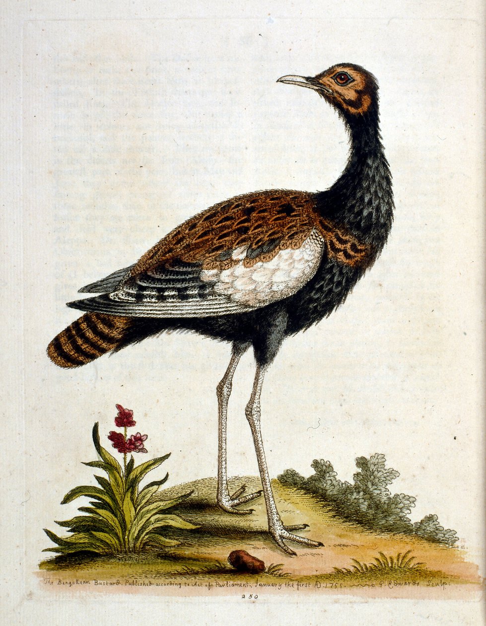 Aquarellillustration aus einem Buch seltener Vögel von G Edwards 1750 von George Edwards