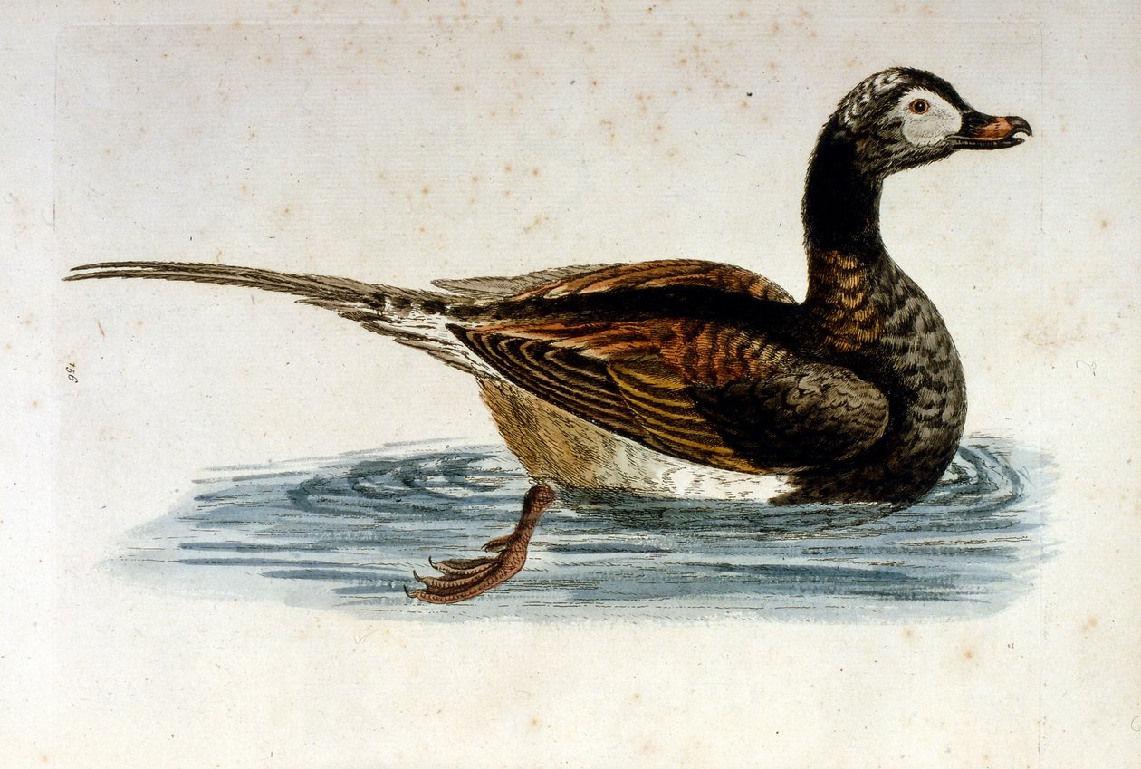 Aquarellillustration aus einem Buch seltener Vögel von G. Edwards 1750 von George Edwards