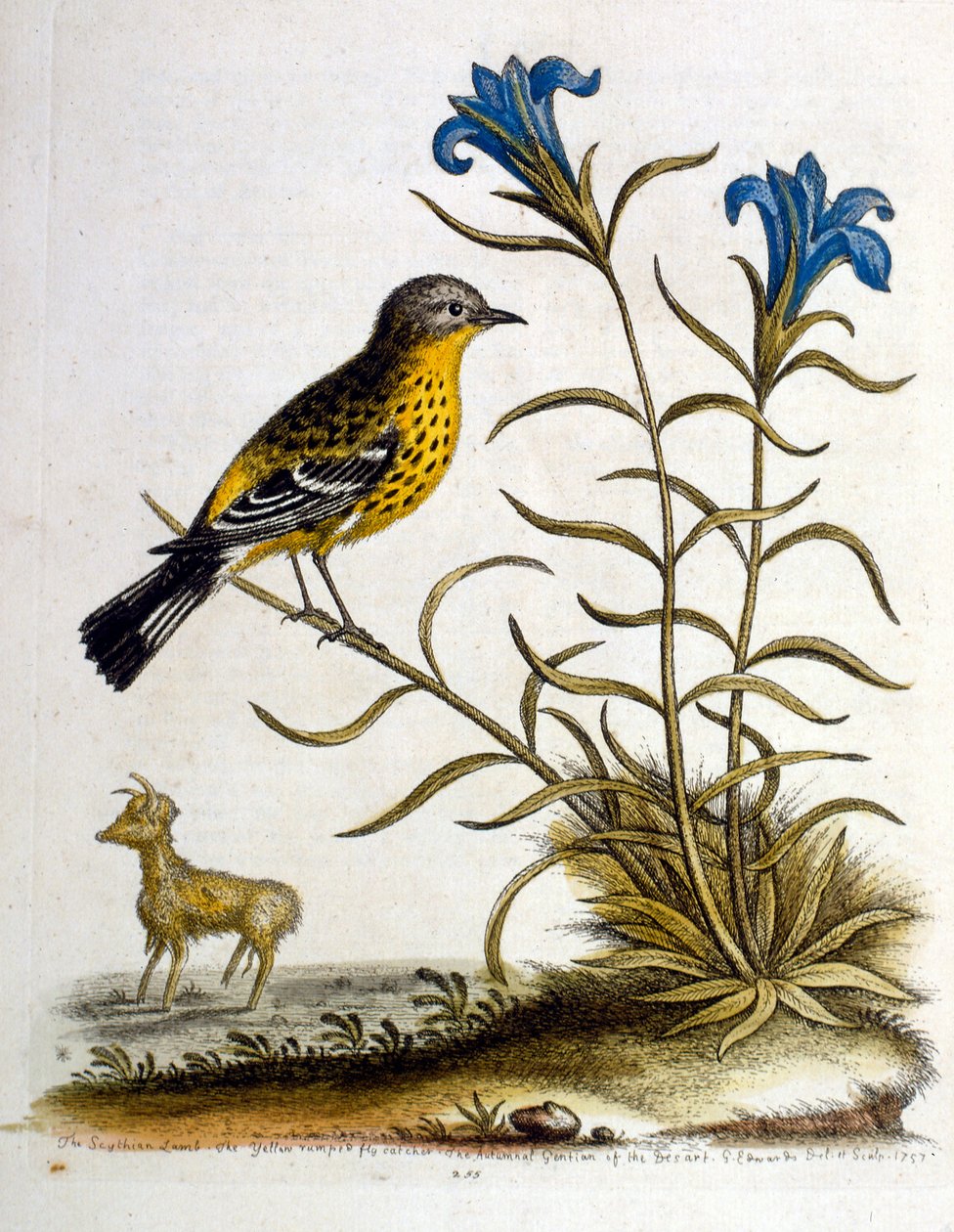 Aquarellillustration aus einem Buch seltener Vögel von G. Edwards 1750 von George Edwards