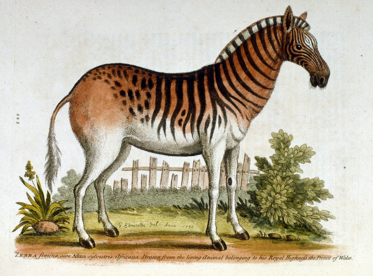 Aquarellillustration eines Zebras, aus einem Buch seltener Vögel von G. Edwards 1750 von George Edwards