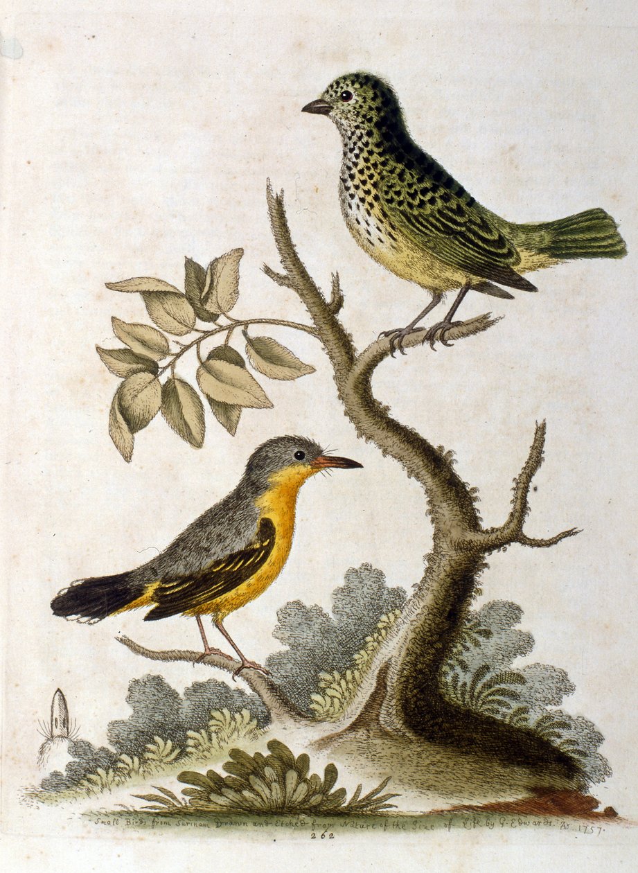 Aquarellillustration eines Dreizehenfaultiers von George Edwards