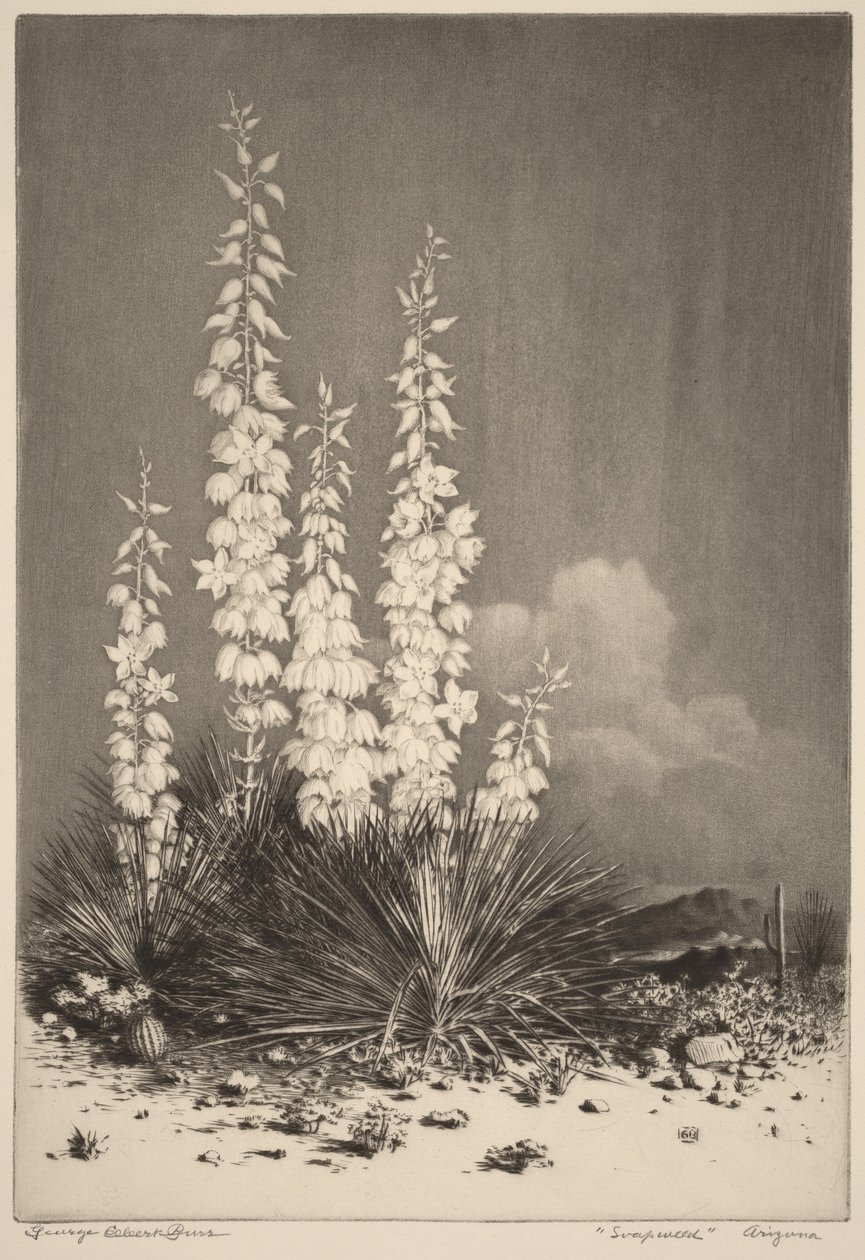 Seifenpflanze, Arizona (Nr. 2) von George Elbert Burr