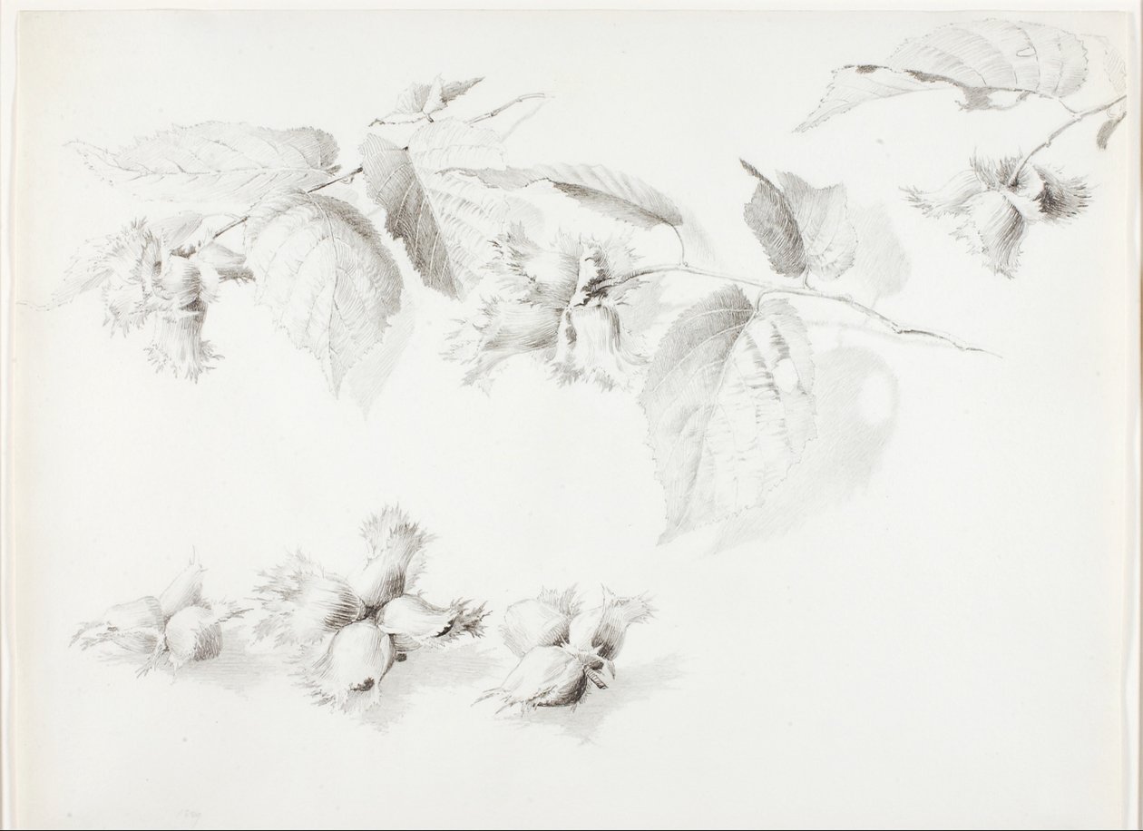 Ohne Titel (Wilde Haselnuss, Corylus Americana) von George Elbert Burr