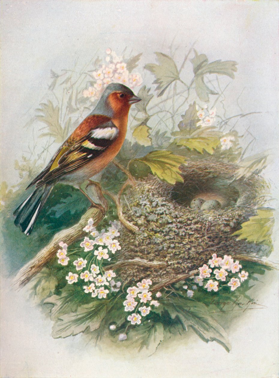 Buchfink - Fringilla coelebs, um 1910, 1910 von George James Rankin