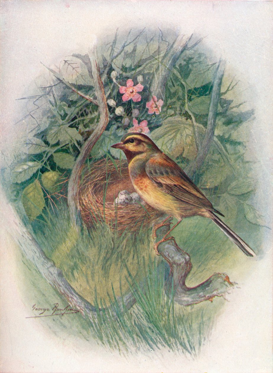 Zaunammer - Emberiza cirlus, um 1910 von George James Rankin