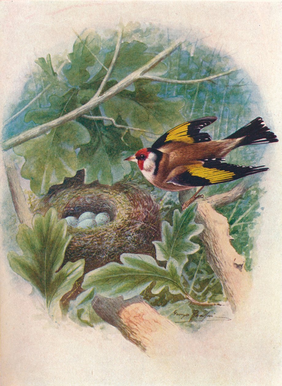 Stieglitz - Carduelis elegans, um 1910 von George James Rankin